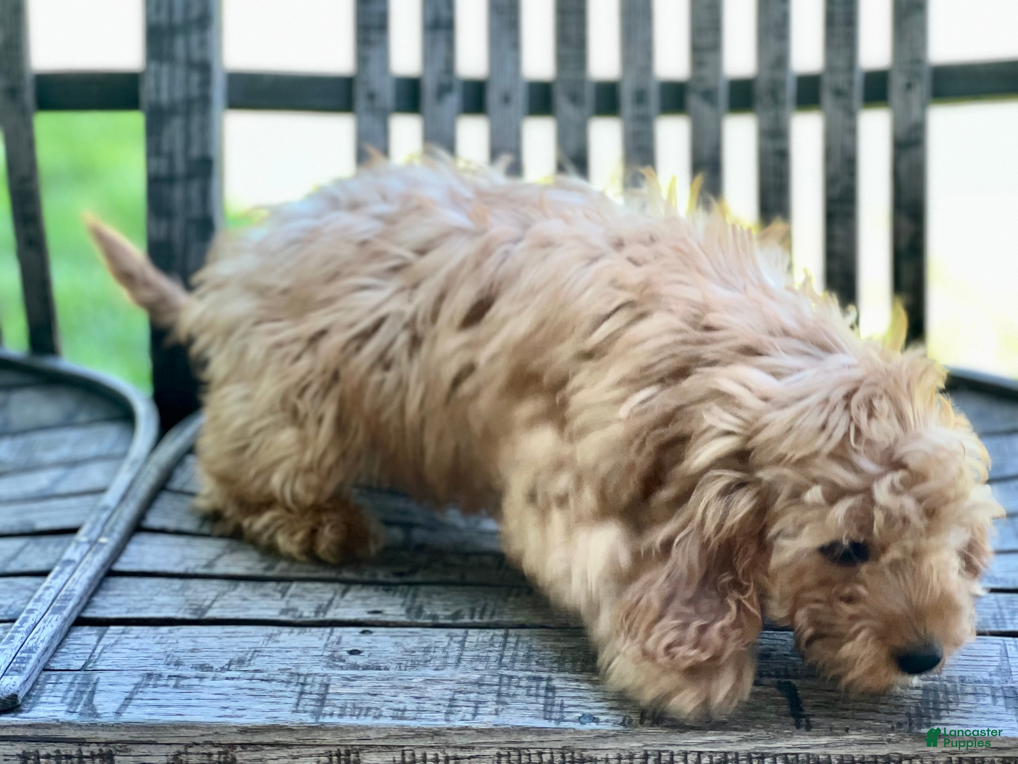 Cavapoo dogs Dodger - Ad 2