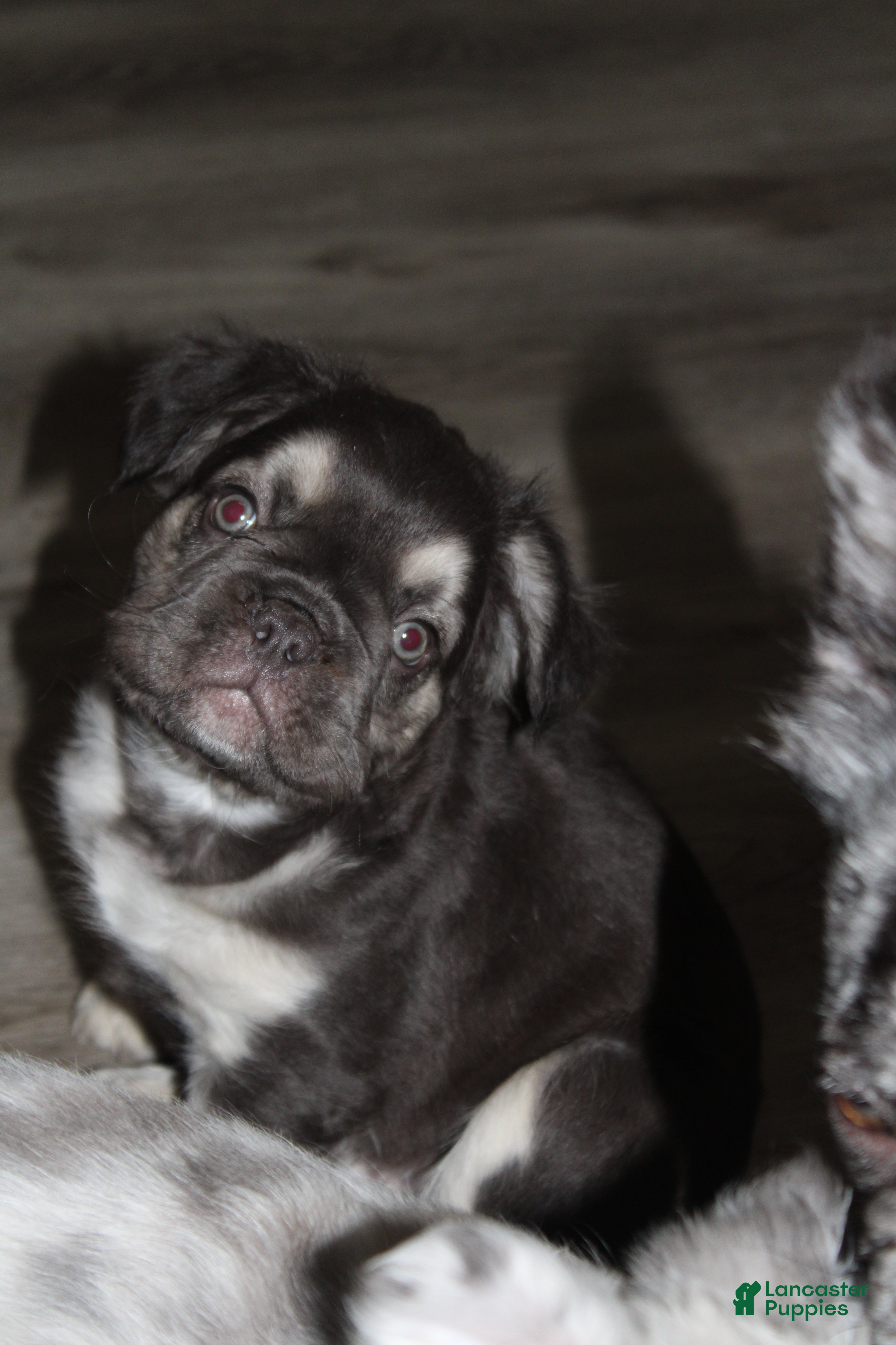 French Bulldog dogs French Bulldog Puppy 1 - Ad 1