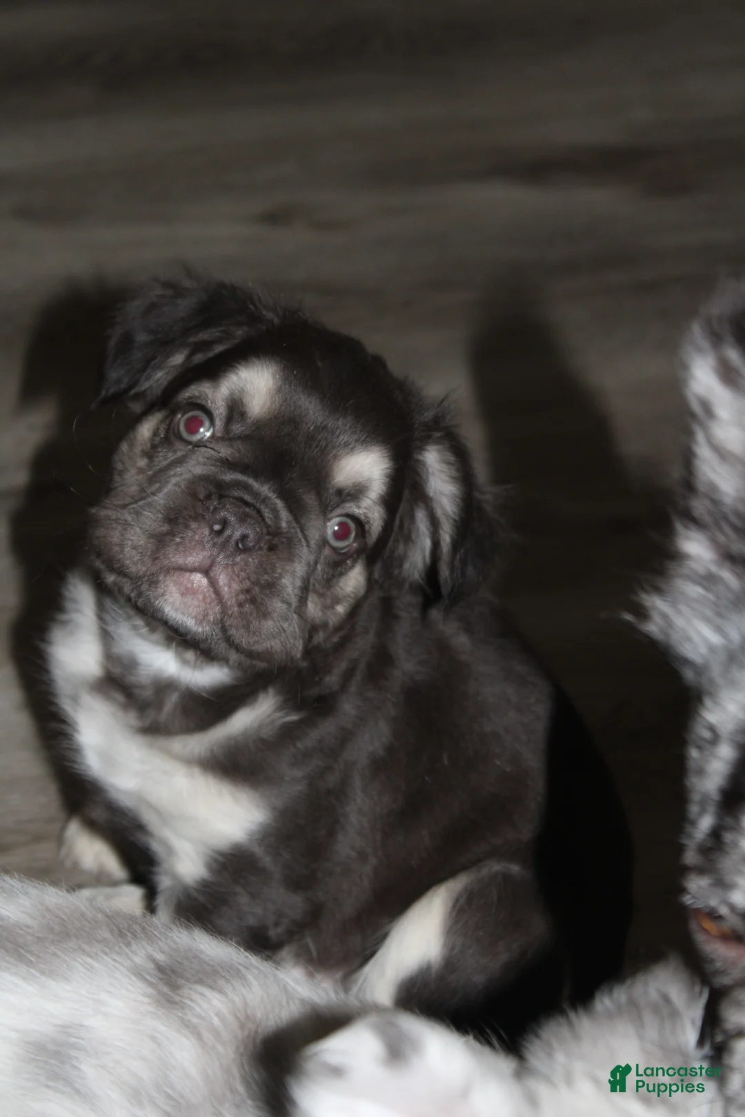 French Bulldog dogs for sale: French Bulldog Puppy 1 - Ad 1