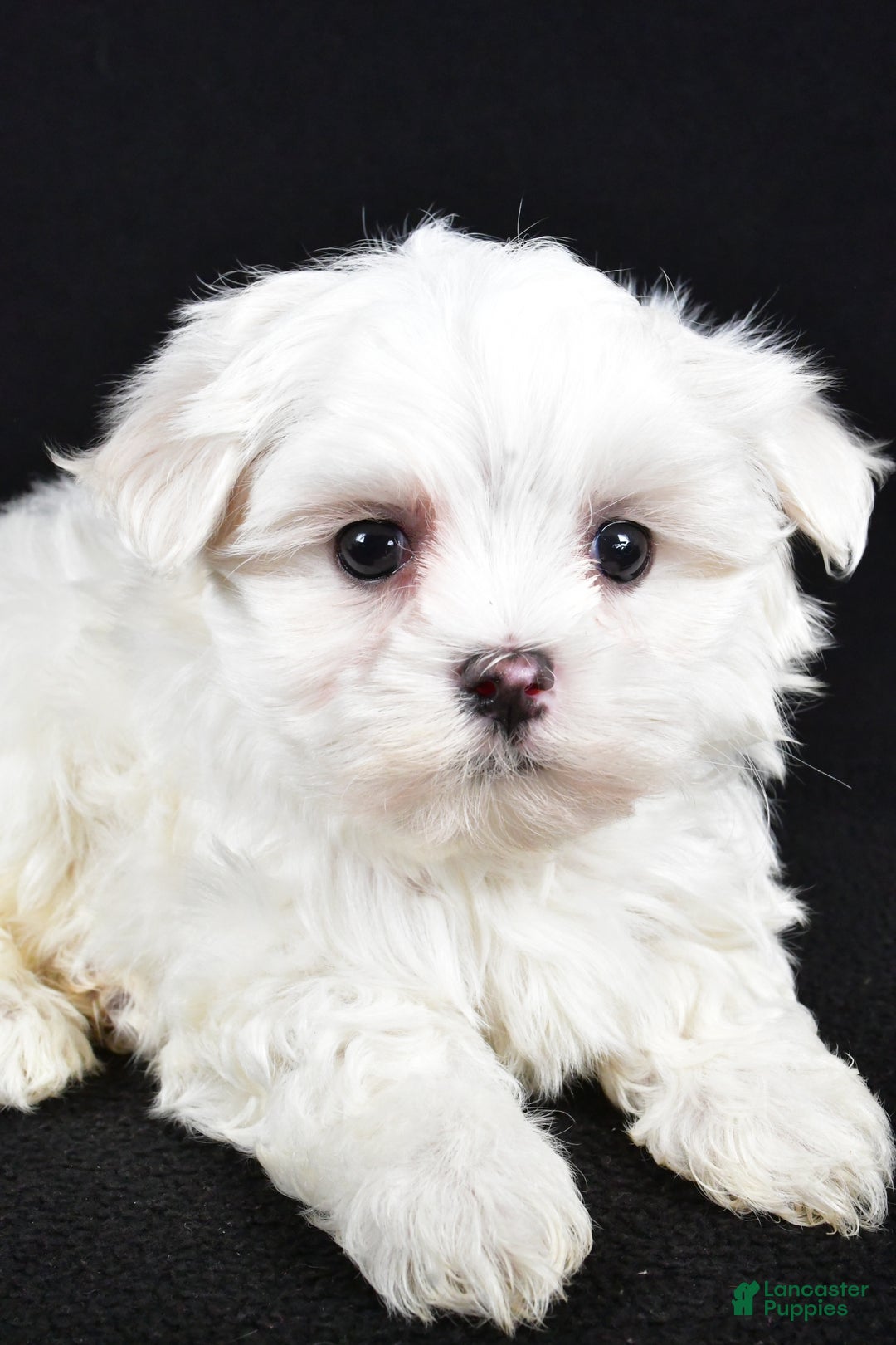 Maltese dogs for sale: Duke - Ad 7
