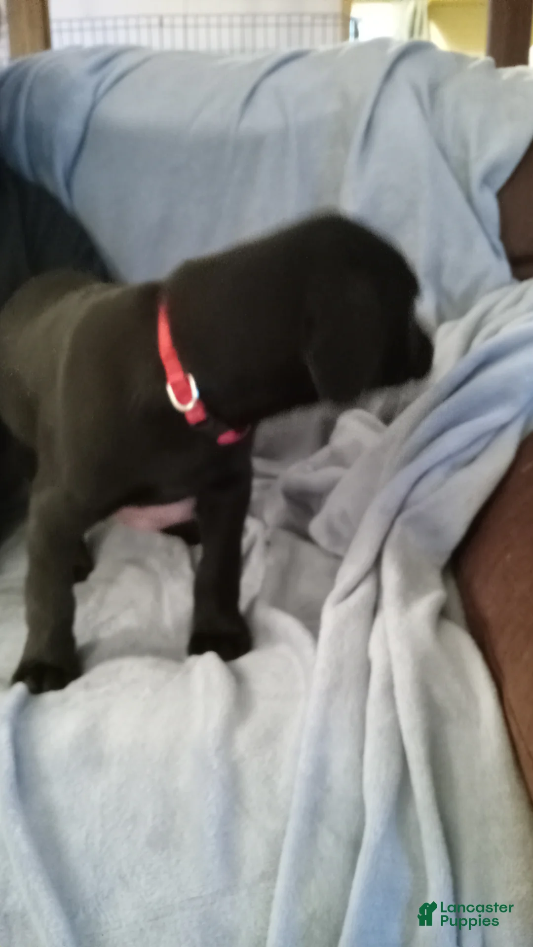 Mixed Breed dogs for sale: Mixed Breed Puppy 3 - Ad 2