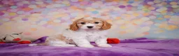 Cavapoo dogs for sale: Ruby - Ad 3