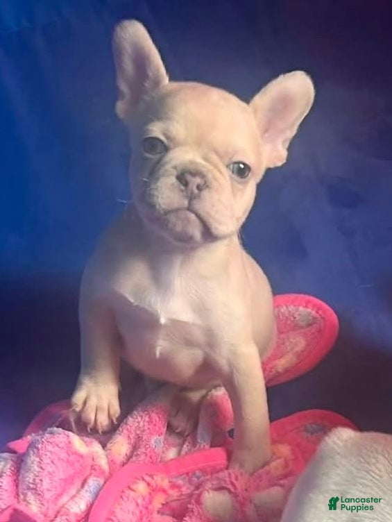 French Bulldog dogs George  - Ad 2