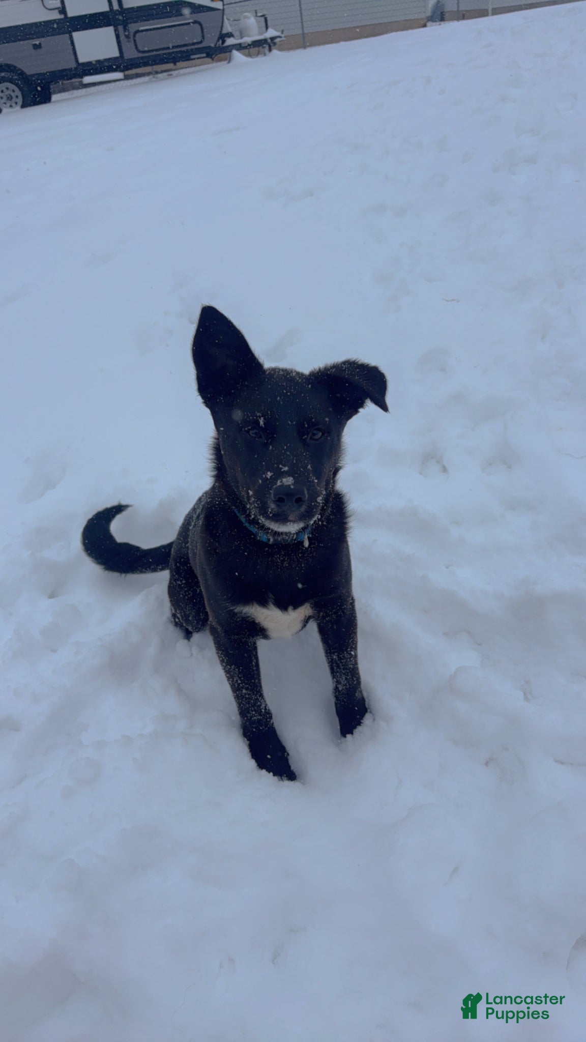 Labrador Retriever dogs Labrador Retriever Puppy 1 - Ad 36