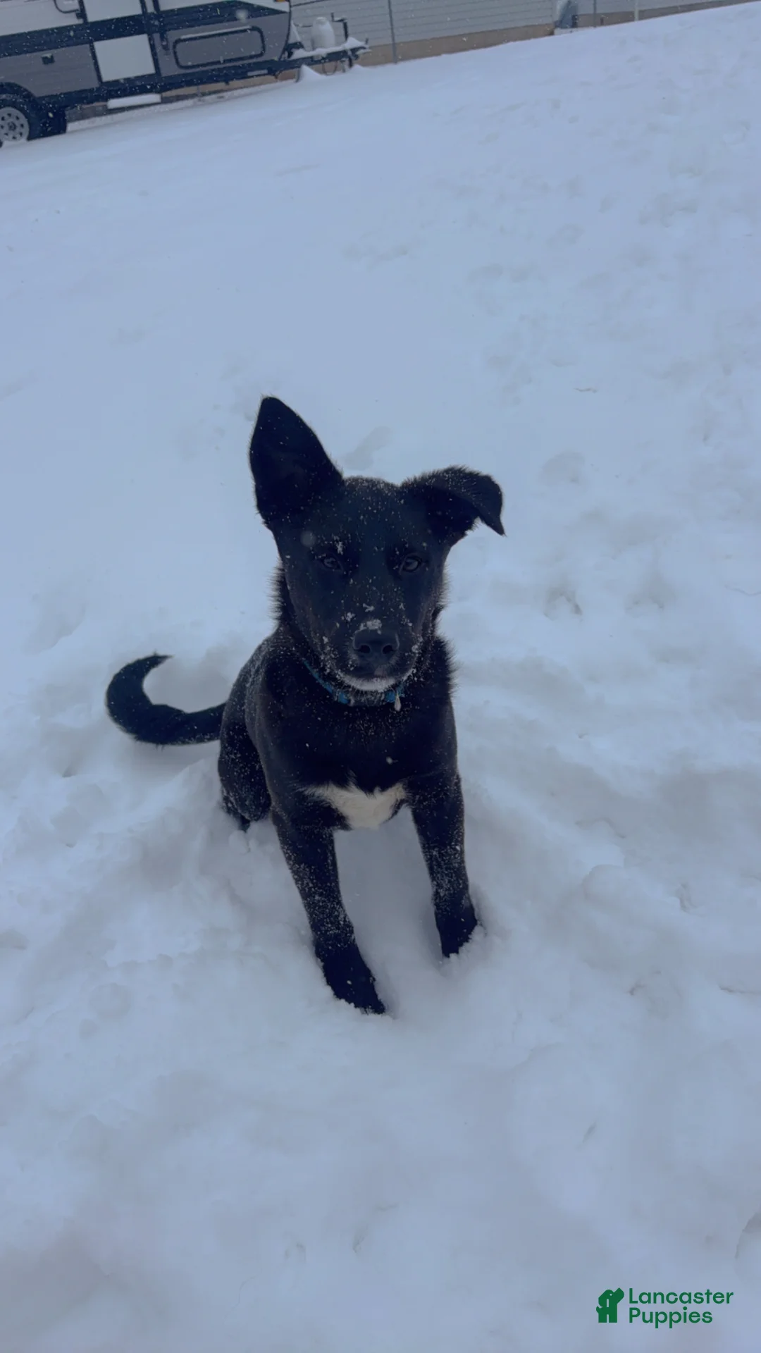 Labrador Retriever dogs for sale: Labrador Retriever Puppy 1 - Ad 1