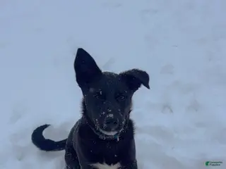 Labrador Retriever dogs Labrador Retriever Puppy 1 - Ad 38