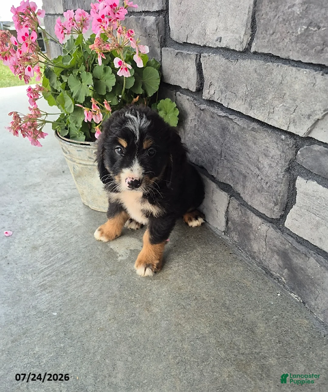 Mini Bernedoodle dogs for sale: Ethan - Ad 3