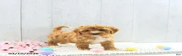 Mini Goldendoodle dogs for sale: Fido - Ad 10