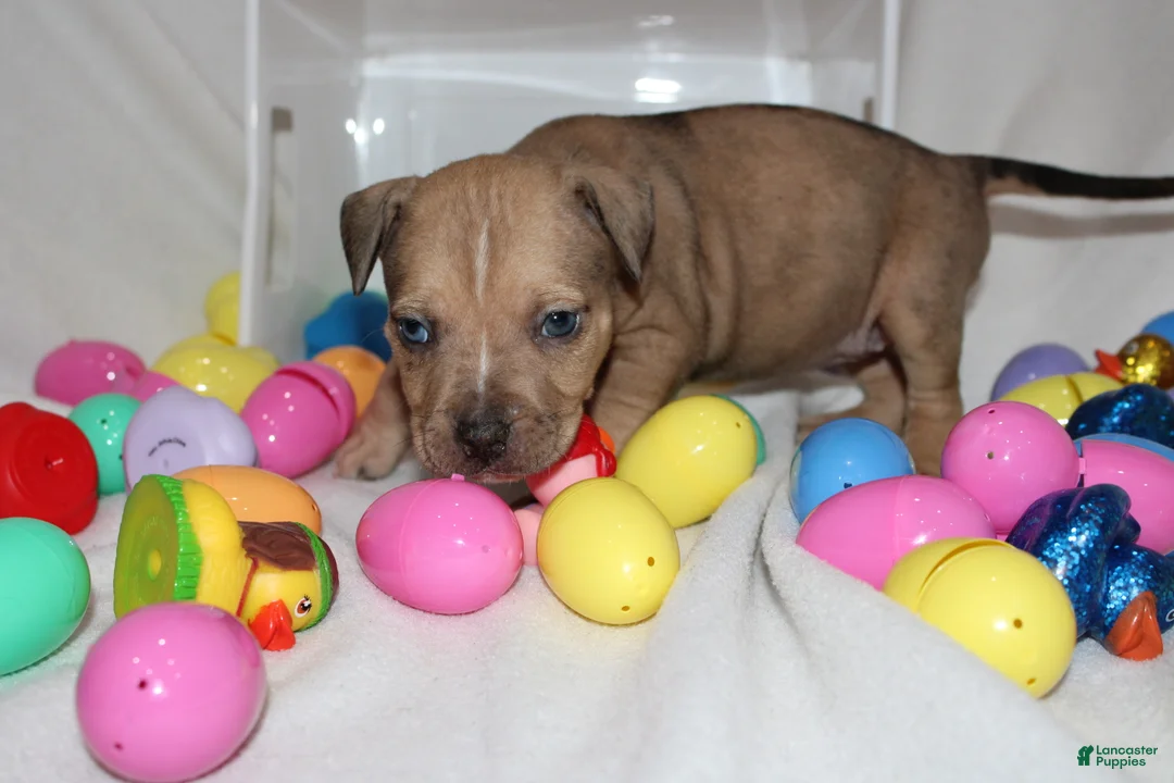 American Bully dogs for sale: Baby rain  - Ad 2