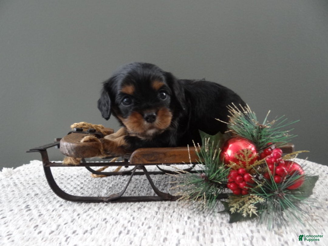 Cavalier King Charles Spaniel dogs for sale: Rudolph - Ad 1