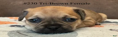 #230 tri-brown female 