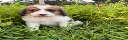 Bernedoodle dogs for sale: Cricket - Ad 3