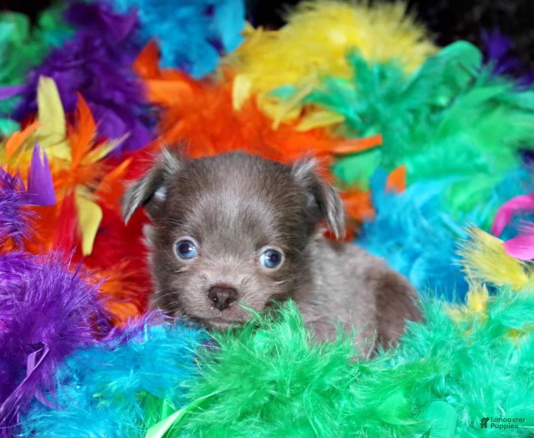 Chihuahua dogs for sale: Frankie - Ad 2