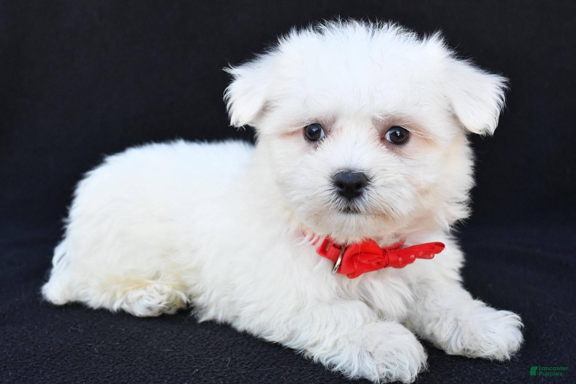 Maltese dogs for sale: Blaze - Ad 1