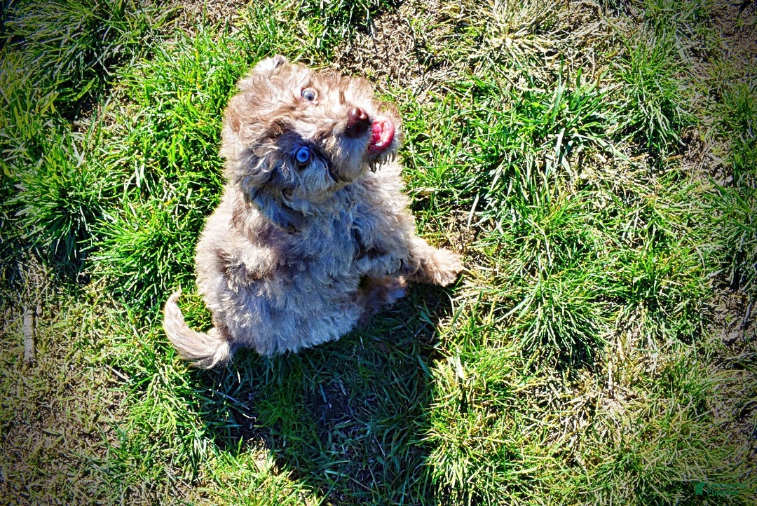 Havapoo dogs for sale: Indy - Ad 17