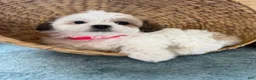 Teddy Bear dogs for sale: Sweetie - Ad 6