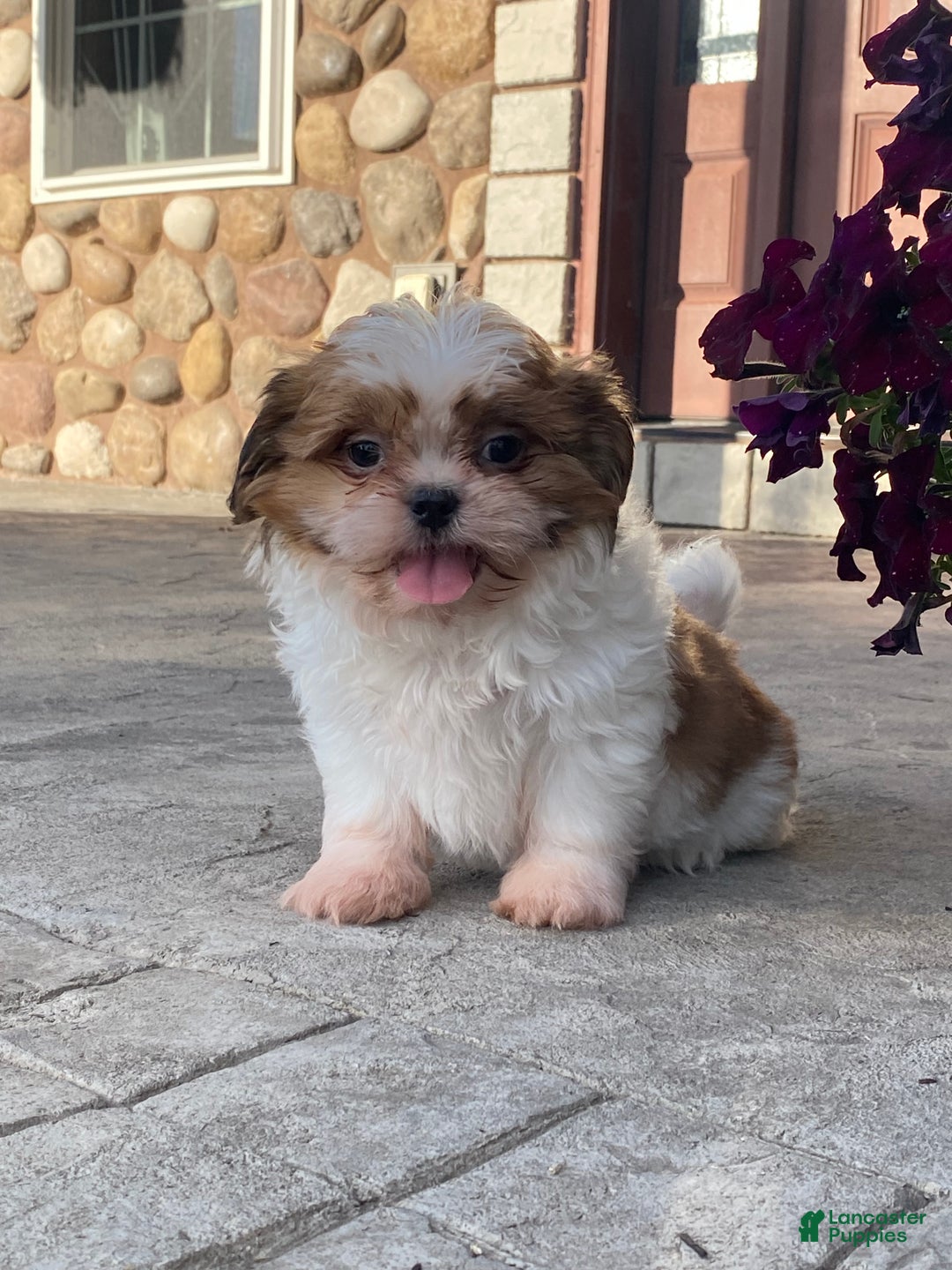 Shih Tzu dogs for sale: Star - Ad 3