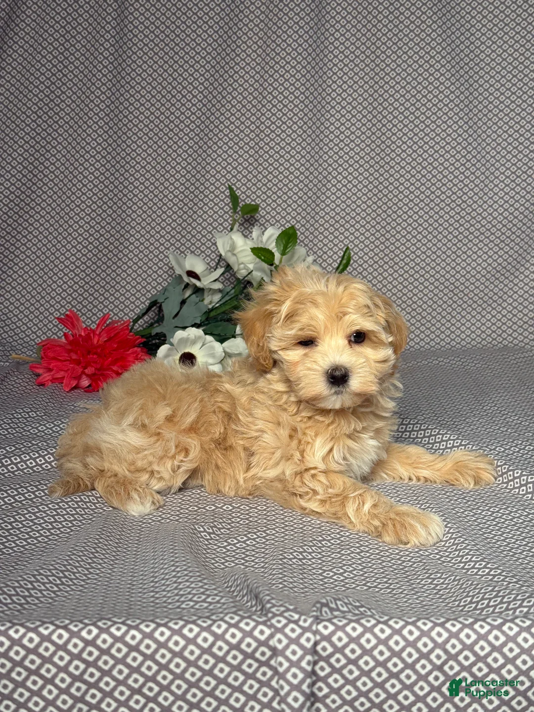 Maltipoo dogs for sale: Hunter - Ad 2