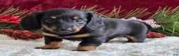 Miniature Dachshund dogs for sale: Kate - Ad 3