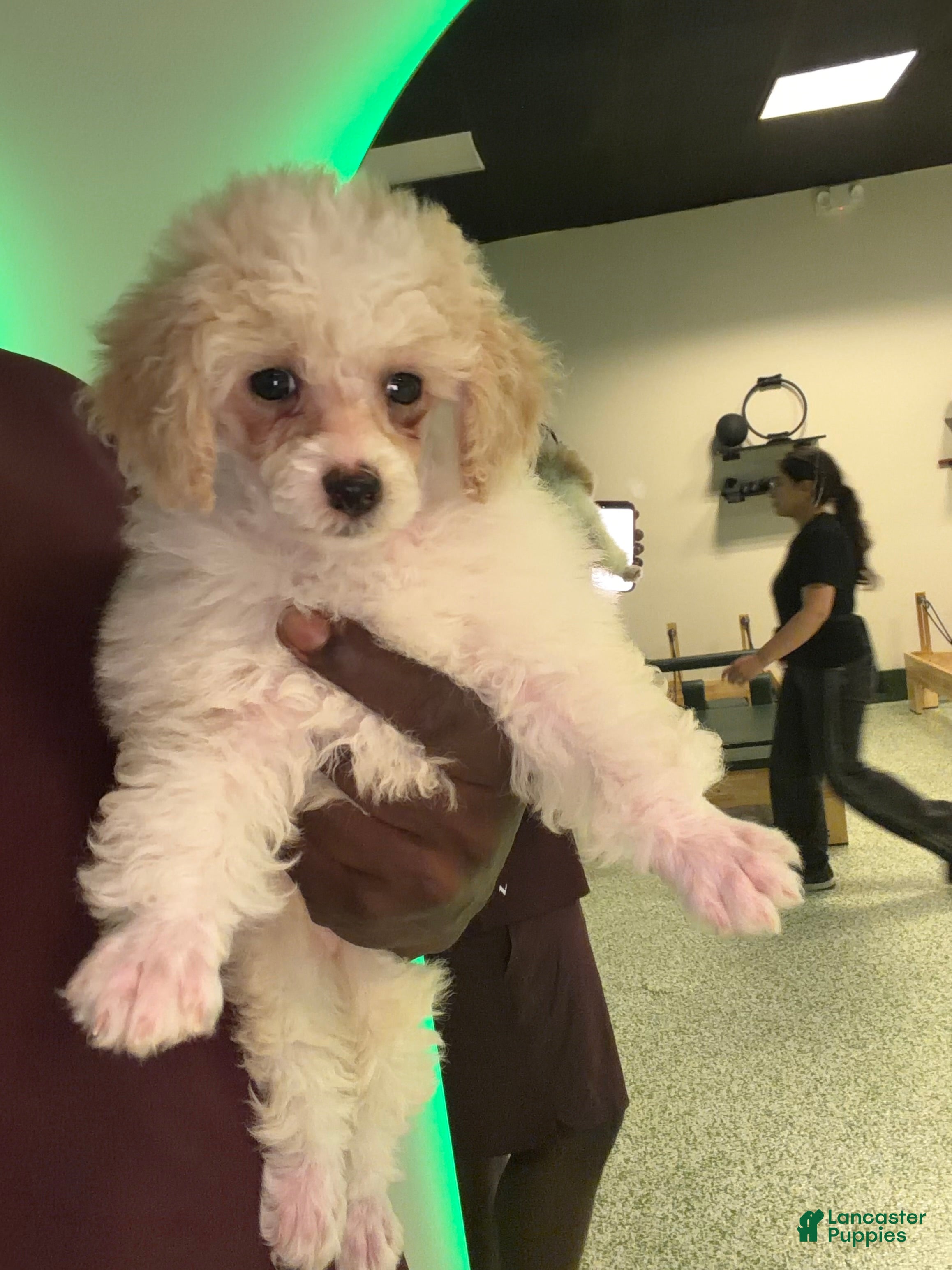Toy Poodle dogs Fifi - Ad 2