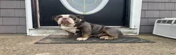 English Bulldog dogs for sale: English Bulldog Puppy 3 - Ad 5