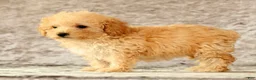 Yorkiepoo dogs for sale: Lincoln - Ad 9