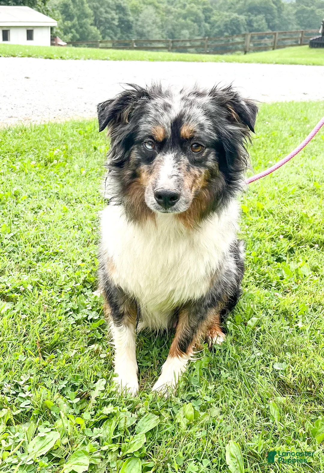 Australian Shepherd dogs for sale: Oliver - Ad 6