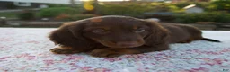 Miniature Dachshund dogs for sale: Niles - Ad 6