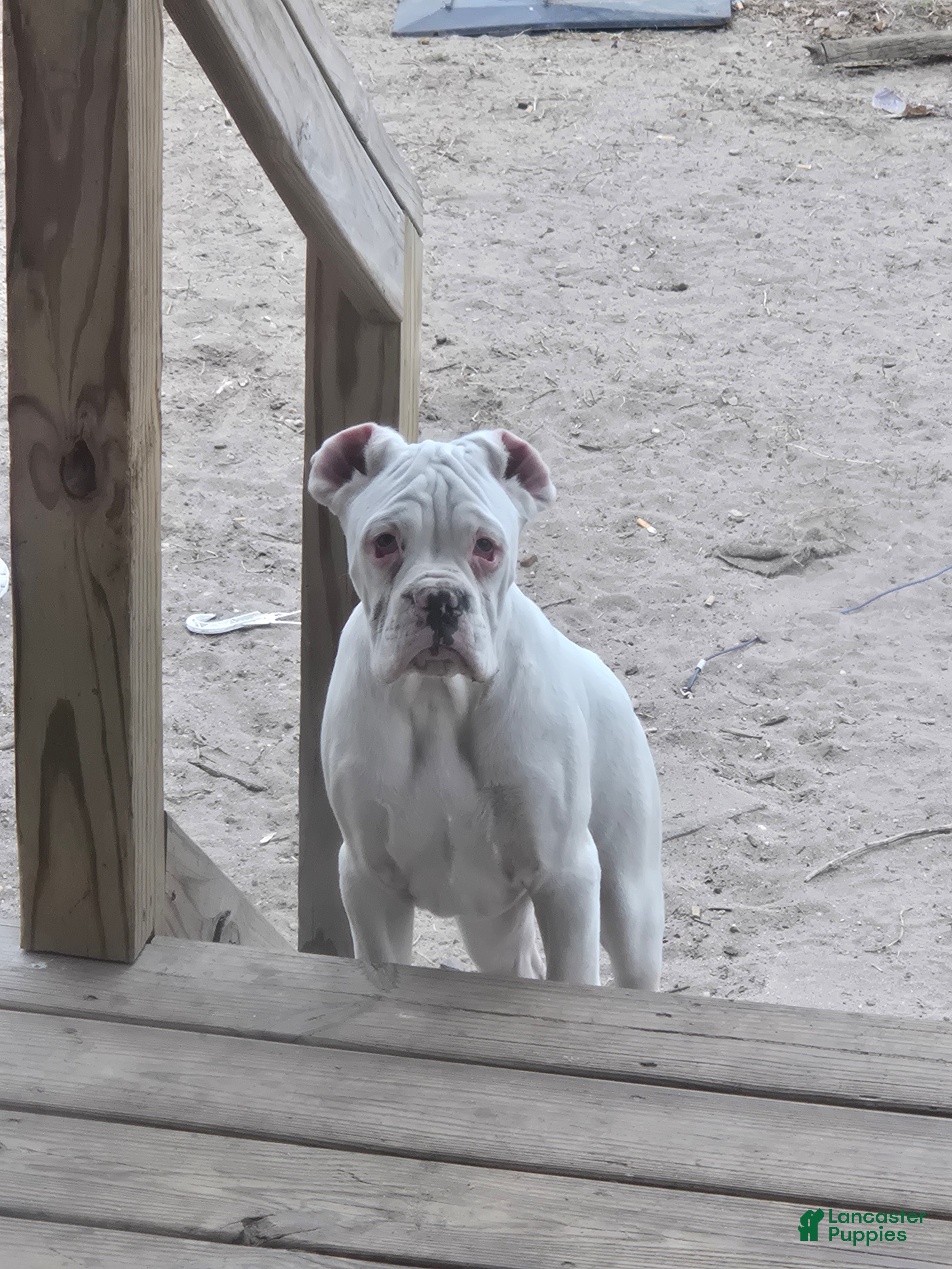 Boxer dogs Sam - Ad 2