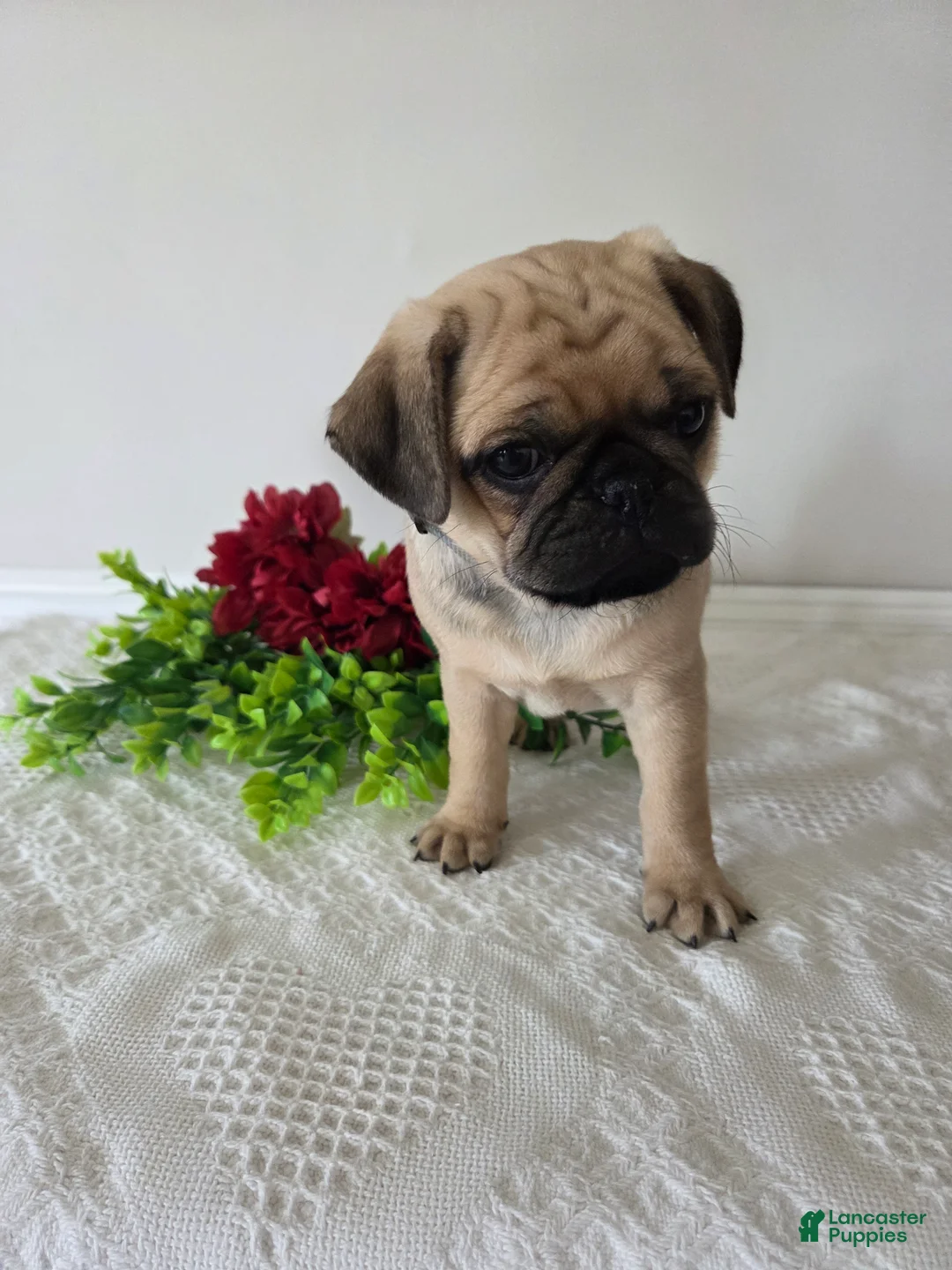 Puggle dogs for sale: Star - Ad 8