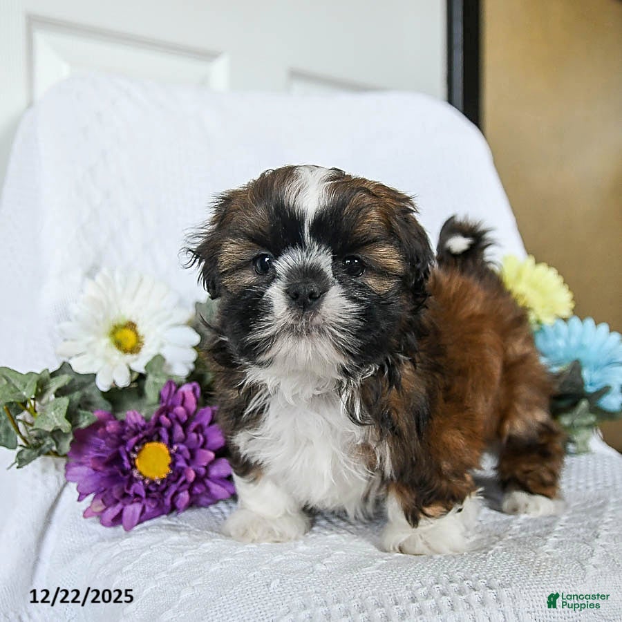 Shih Tzu dogs Ferris - Ad 33