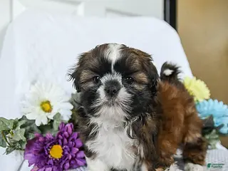Shih Tzu dogs Ferris - Ad 16