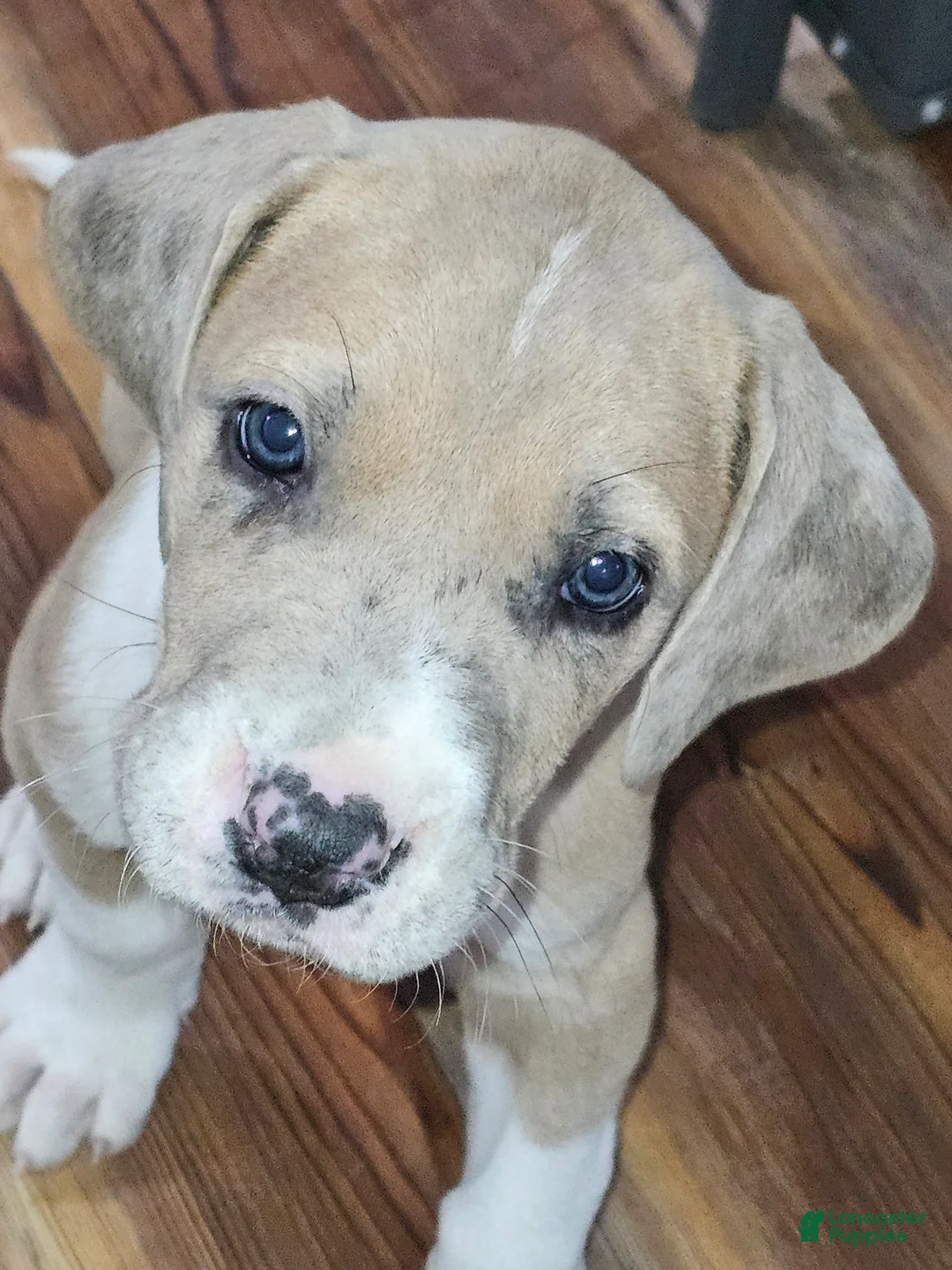 Great Dane dogs for sale: Lilac Merle Female - Ad 1