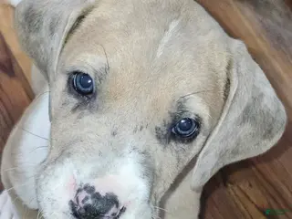 Great Dane dogs for sale: Lilac Merle Female - Ad 3