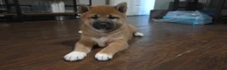 Shiba Inu dogs for sale: Shiba Inu Puppy 1 - Ad 17
