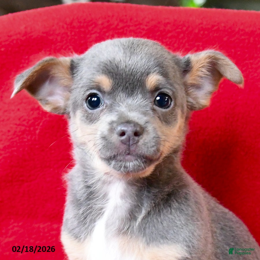 Chihuahua dogs Paco - Ad 2