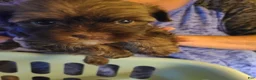 Havanese dogs for sale: Girl 2 - Ad 2