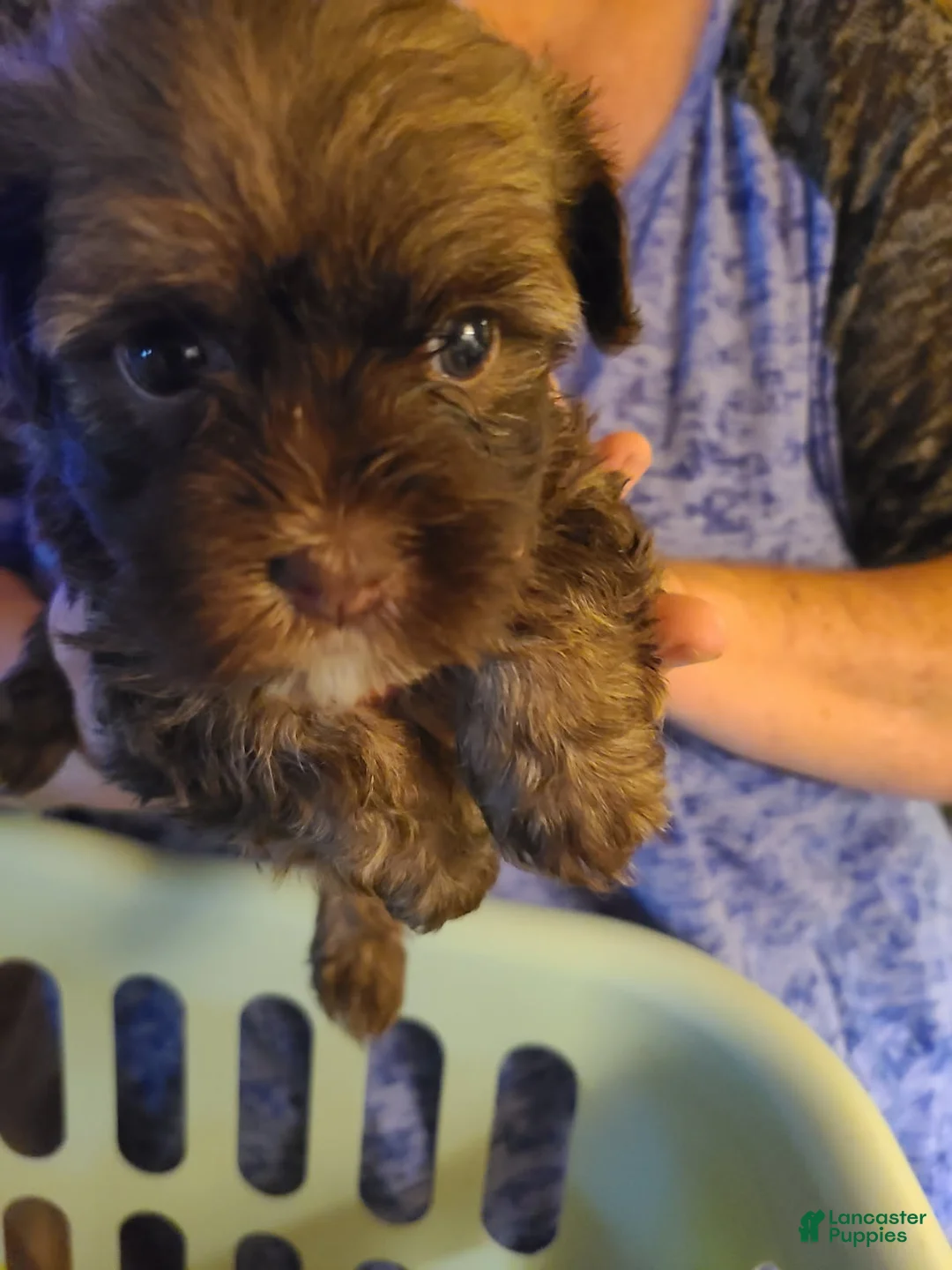 Havanese dogs for sale: Girl 2 - Ad 2