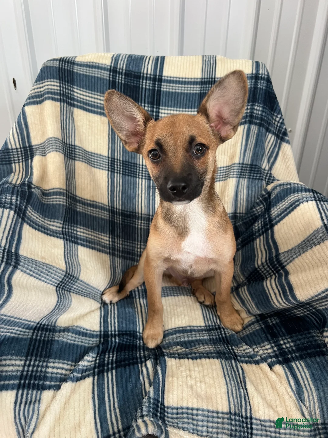 Chihuahua dogs for sale: Chihuahua  SCOTTY Boy - Ad 1