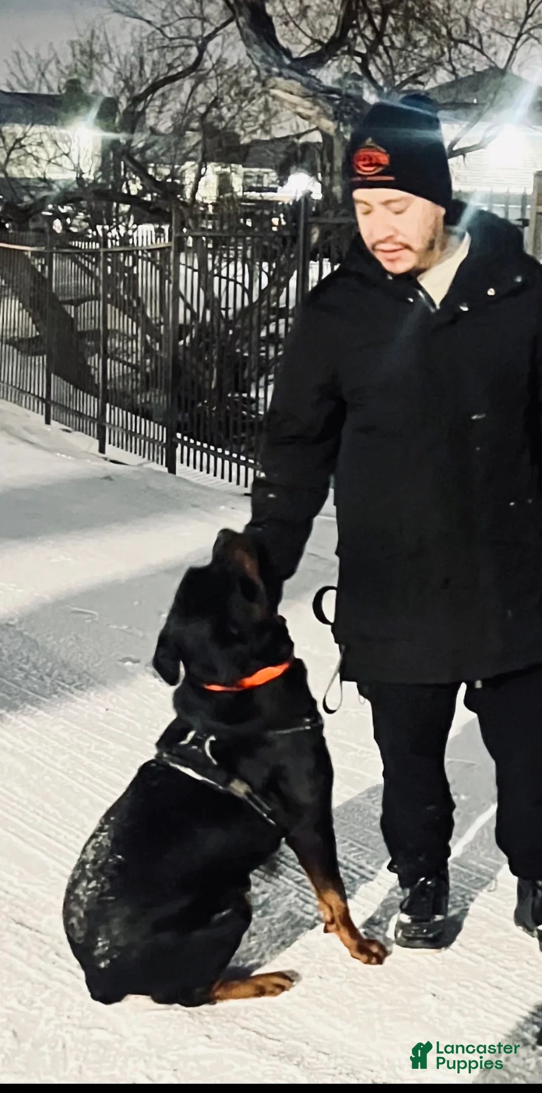 Rottweiler dogs for sale: Rottweiler Puppy 1 - Ad 2