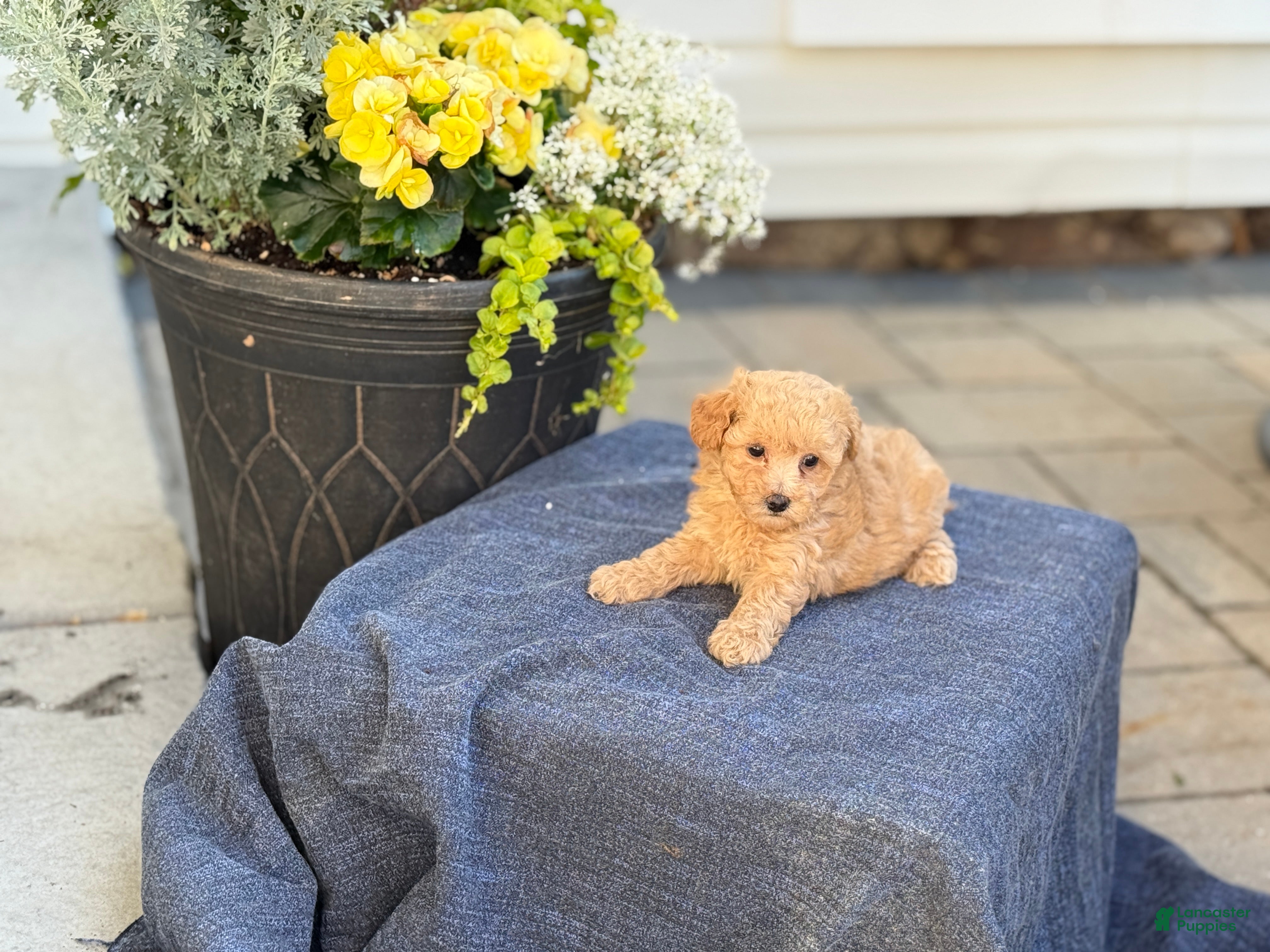 Bichpoo dogs for sale: Flora - Ad 2