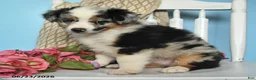 Miniature Australian Shepherd dogs for sale: Peace - Ad 3
