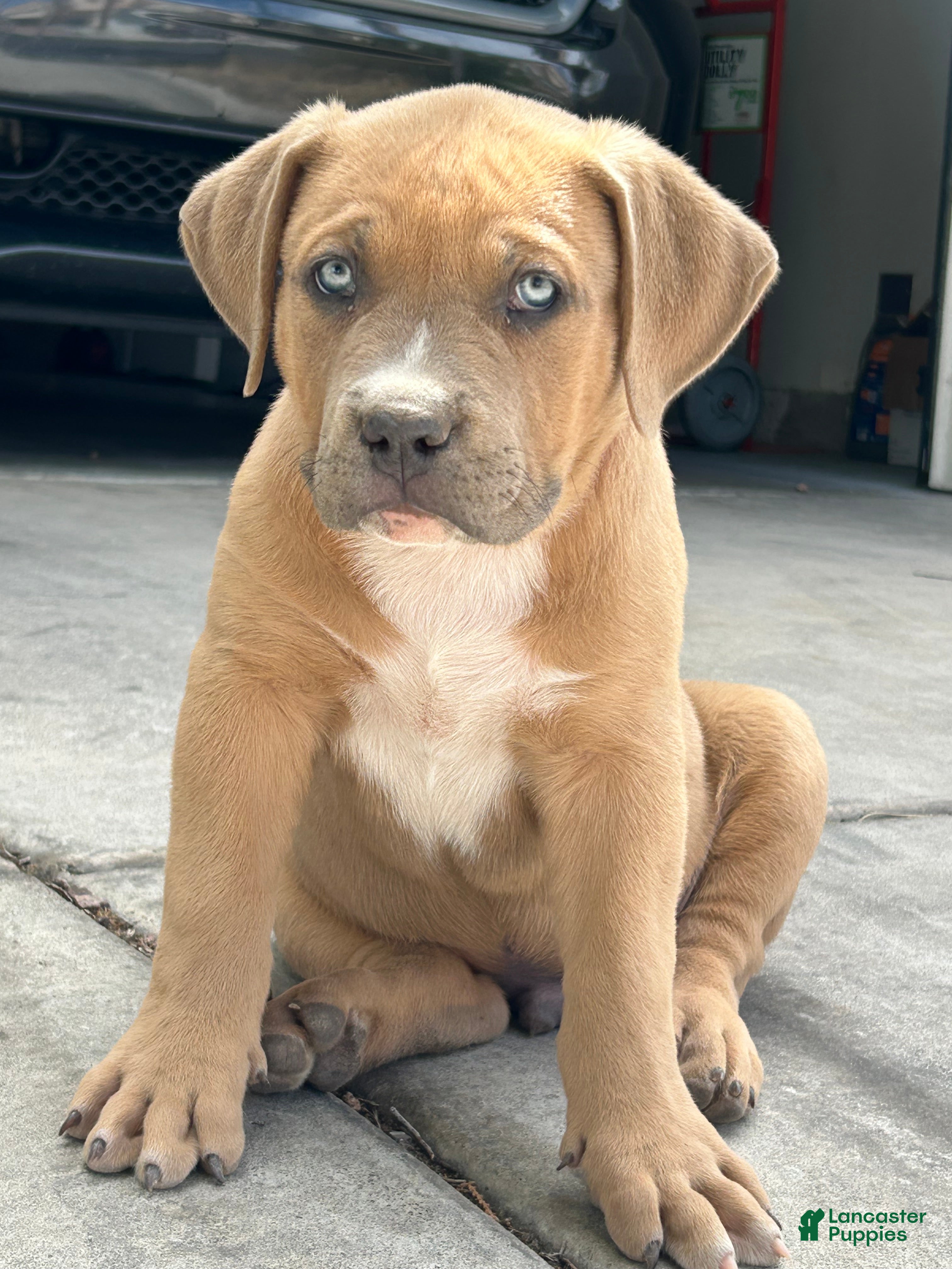 American Bully dogs KANO - Ad 5