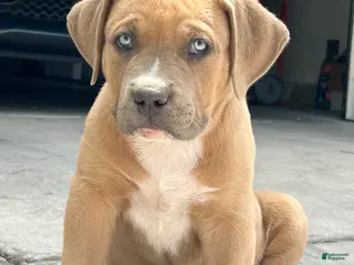 American Bully dogs KANO - Ad 5