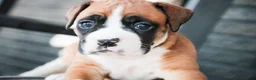 Boxer dogs for sale: Jewel - Ad 4