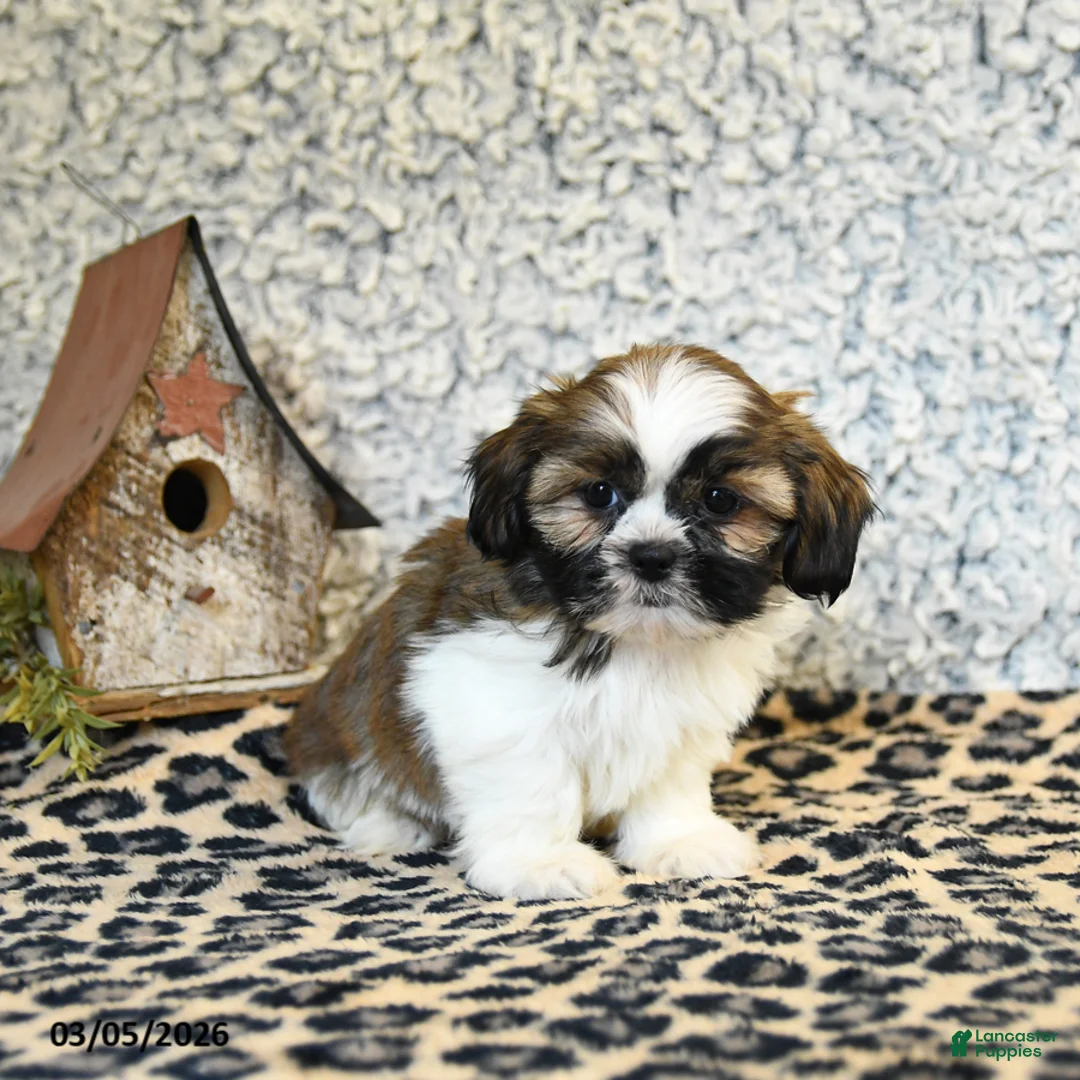 Shih Tzu dogs for sale: Dollie - Ad 3