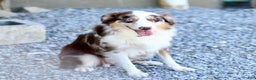 Miniature Australian Shepherd dogs for sale: Gerald - Ad 5