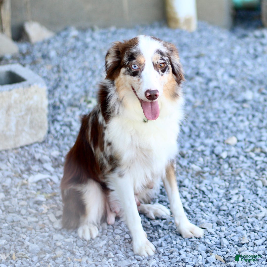 Miniature Australian Shepherd dogs for sale: Gerald - Ad 5