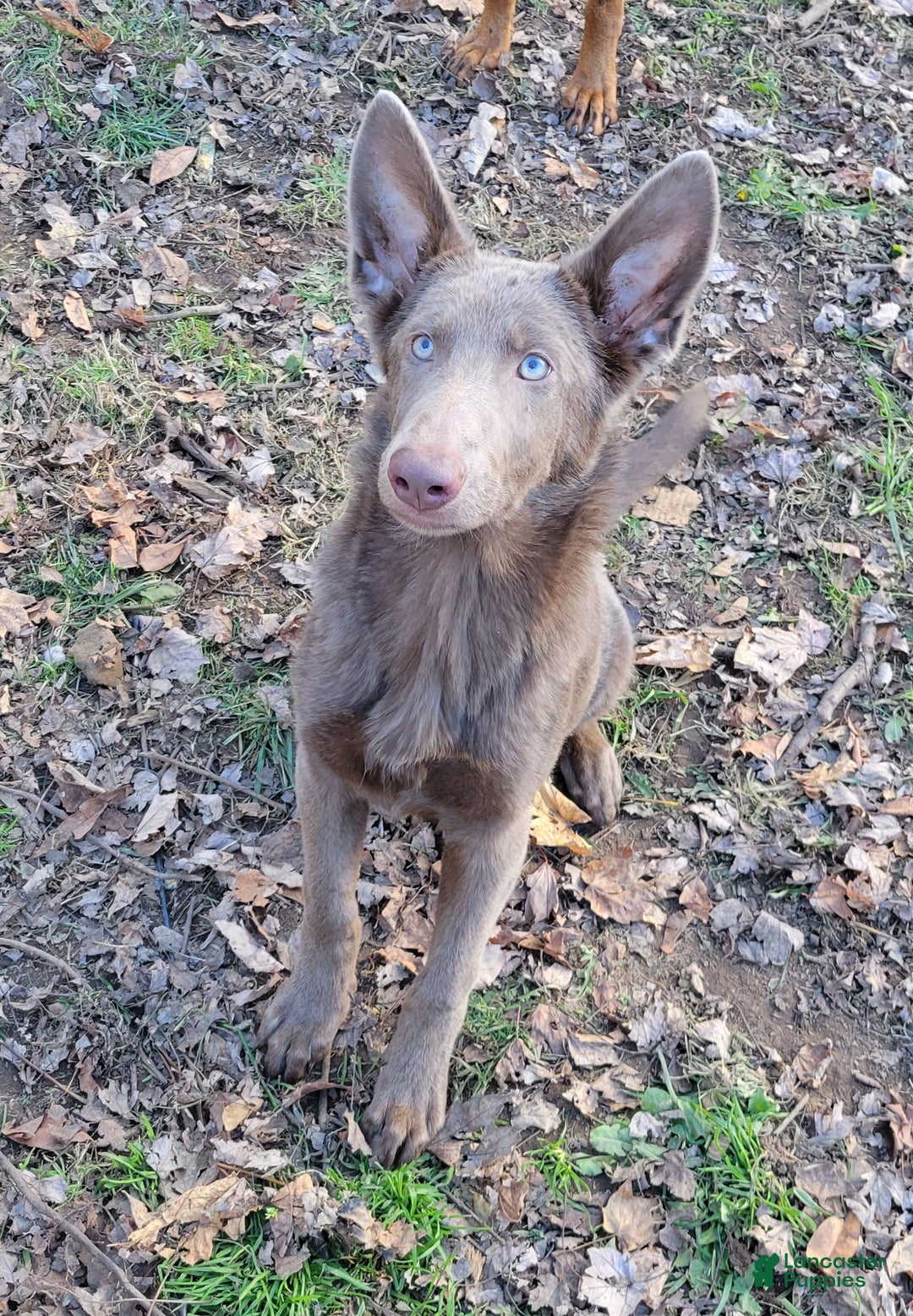 German Shepherd dogs for sale: German Shepherd Puppy 1 - Ad 3