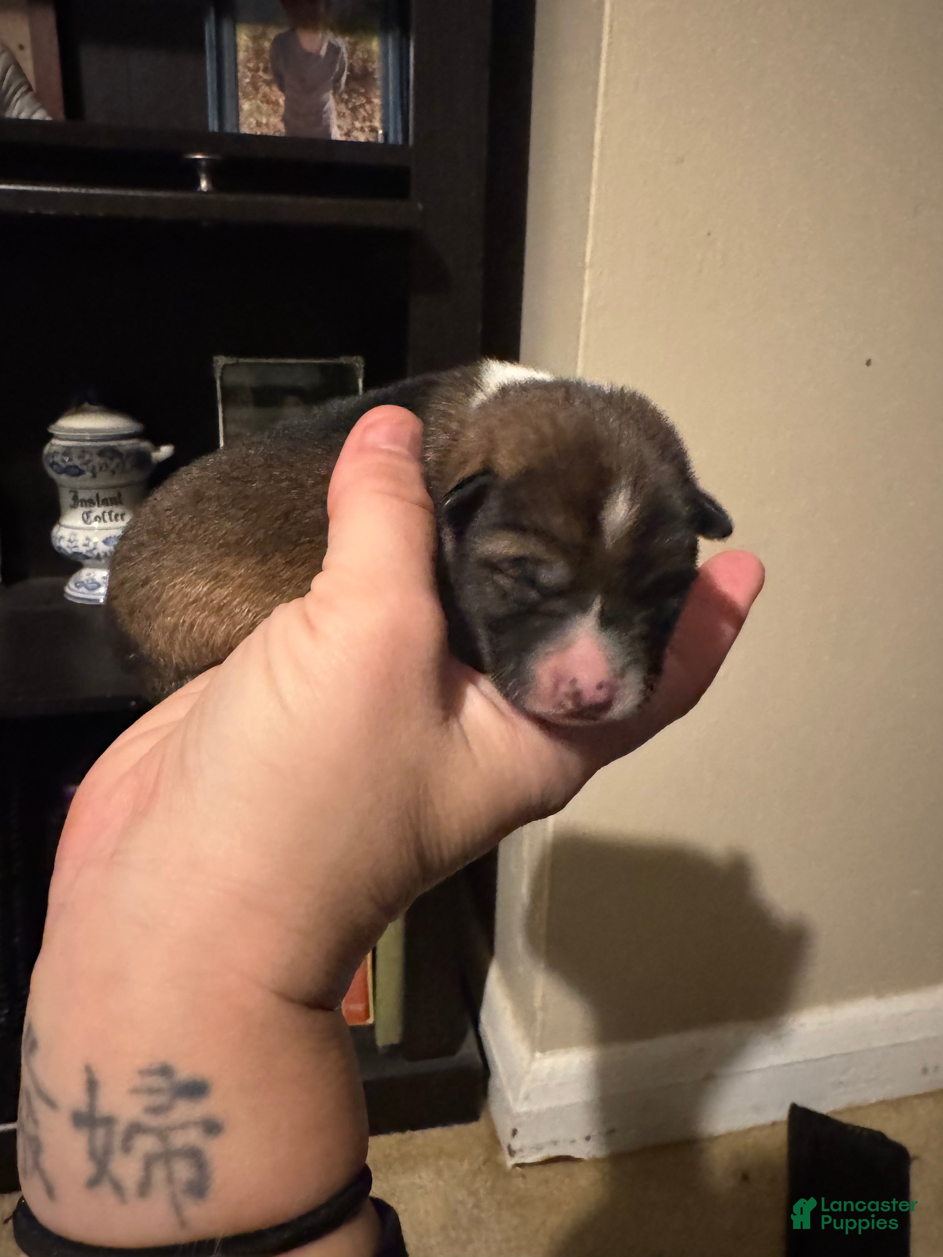 Shiba Inu dogs Shiba Inu Puppy 3 - Ad 2